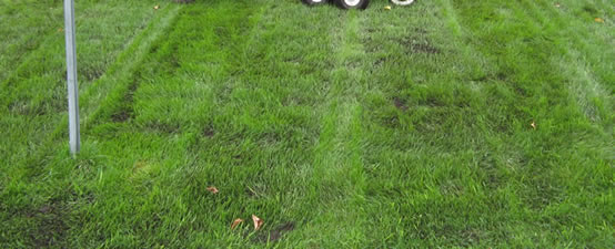 A top-dressed lawn